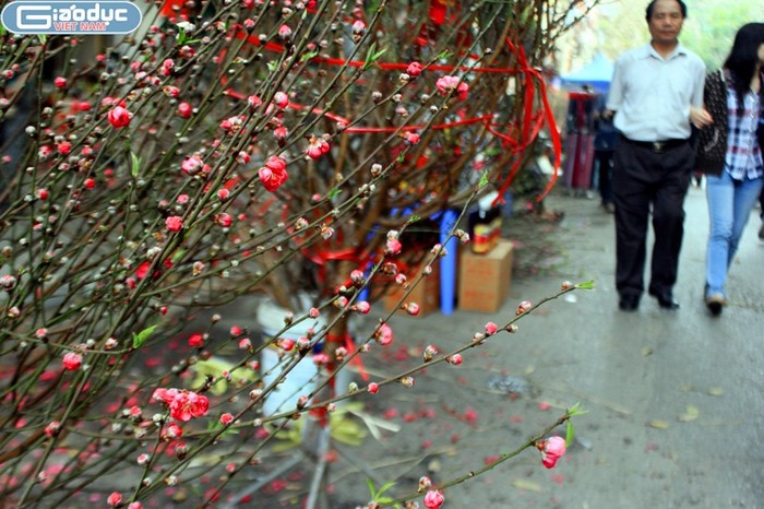 Chợ hoa Hàng Lược là một trong những nét xưa cũ hiếm hoi còn xót lại của Hà Thành xưa kia mỗi độ Tết đến, xuân về